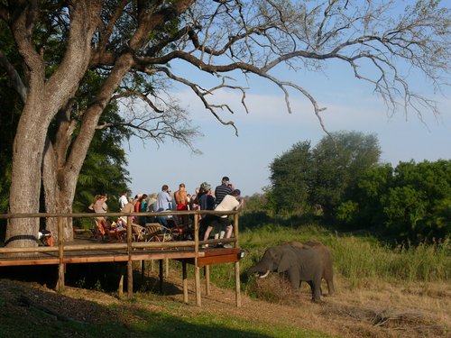 Menschen auf einer Aussichtsplattform beobachten einen Elefanten