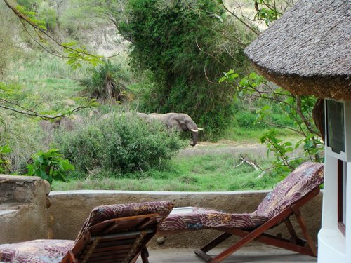 Ein Elefant zieht an einem Bungalow der Makutsi Lodge vorbei