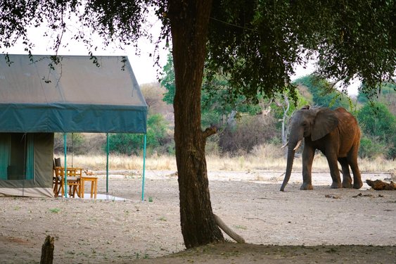 Elefant direkt am Tentedcamp